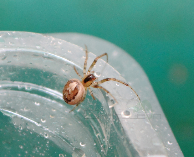 Small False Widow Spider