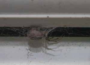 False Widow Spider in Spider Web